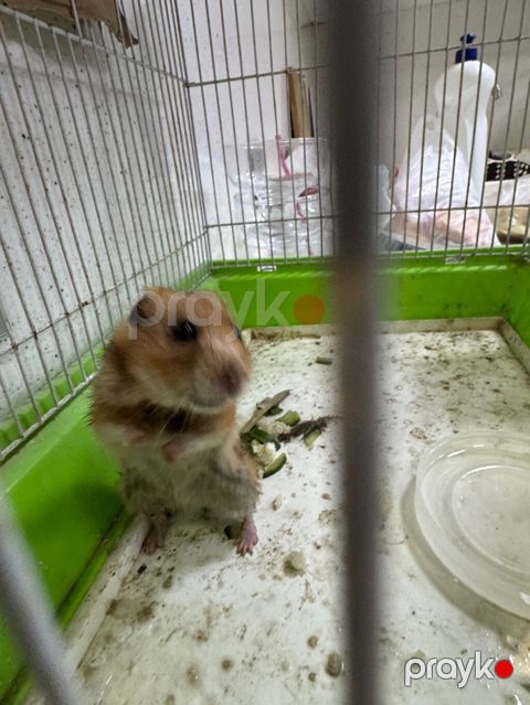 Ev heyvanı: Hamster (Suriya hamsteryanı) Təsvir: - Rəngi — Bakı