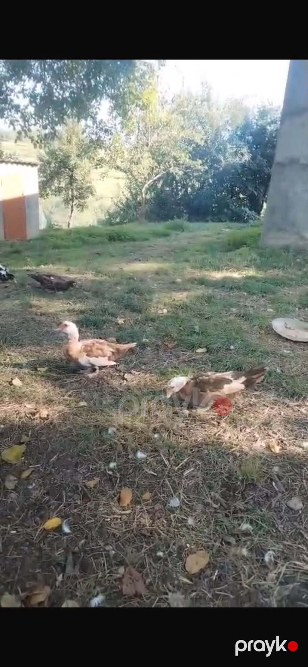 Misk ördəkləri (indo-ördəklər) dəst halında - Növlər: müxtəlif — Digərləri, Bakı (2)
