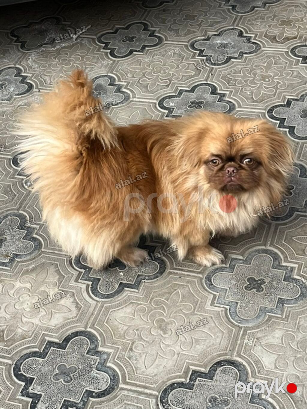 Pekines — Heyvanlar, Xırdalan (2)