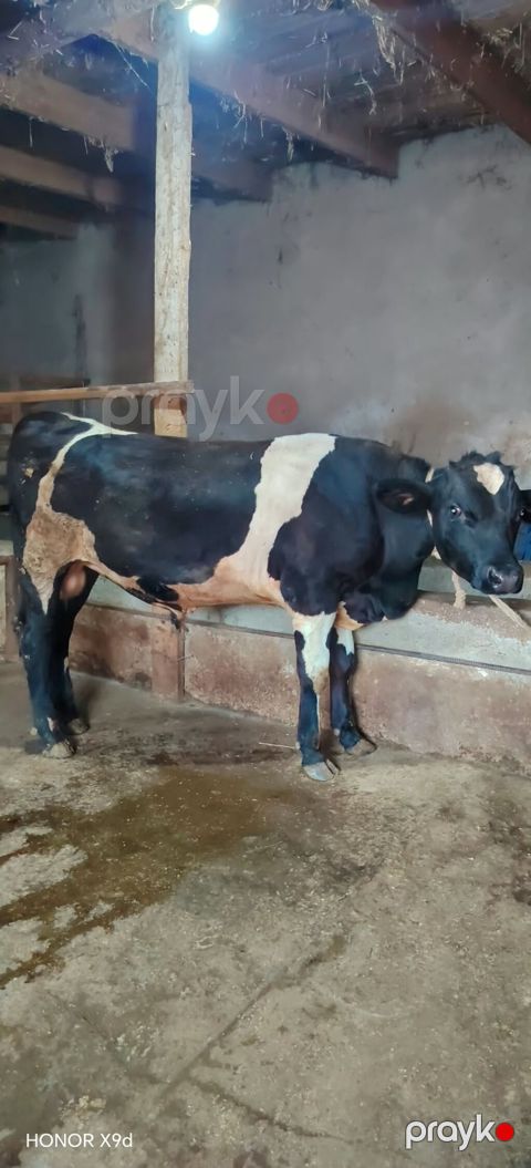 Salam erkək ətlik danadır qiymət 2600 ünvan novxanı — Novxanı