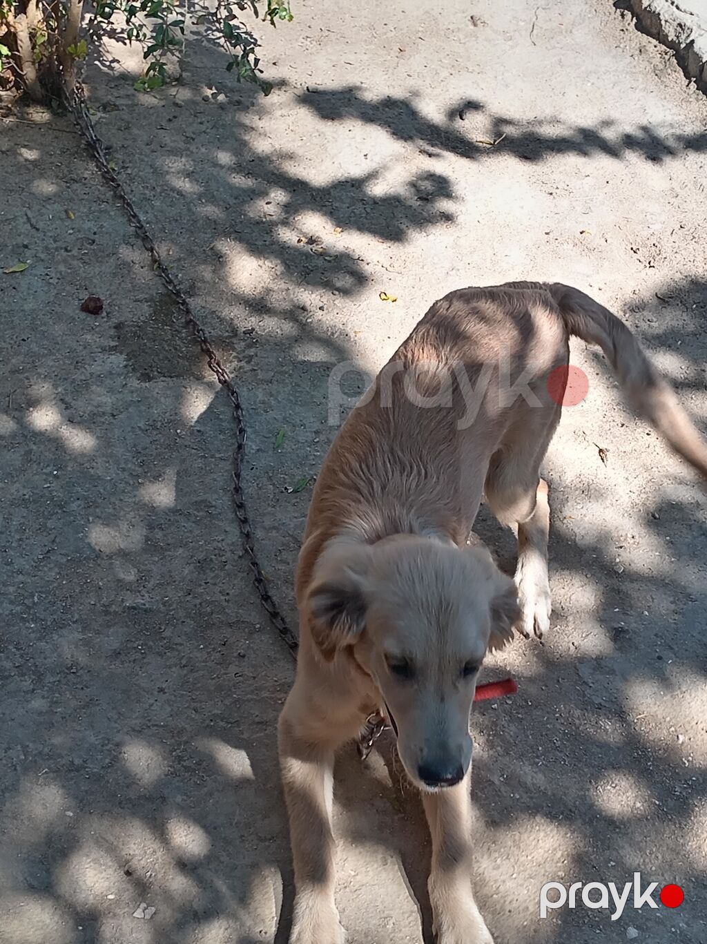 Retriever — Köpəklər, Digah (3)