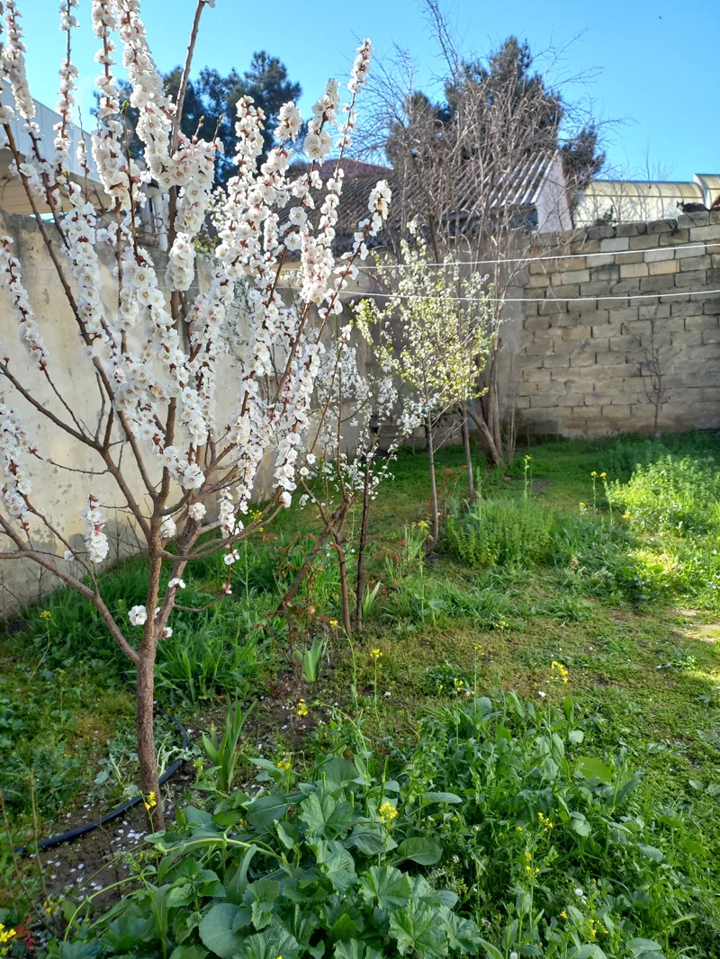 3 otaqlı həyət evi, 80 m², baharli kucesi — Ev, villa, Bakı (7)