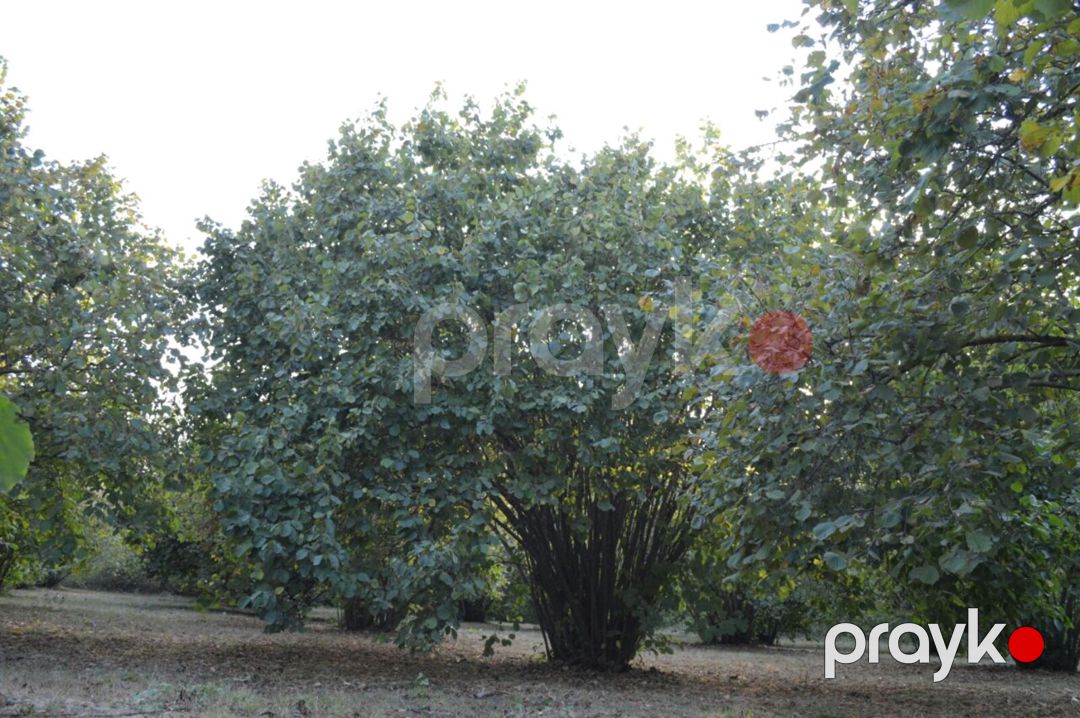 Satılır torpaq 55 sot — Torpaq, Oğuz (2)