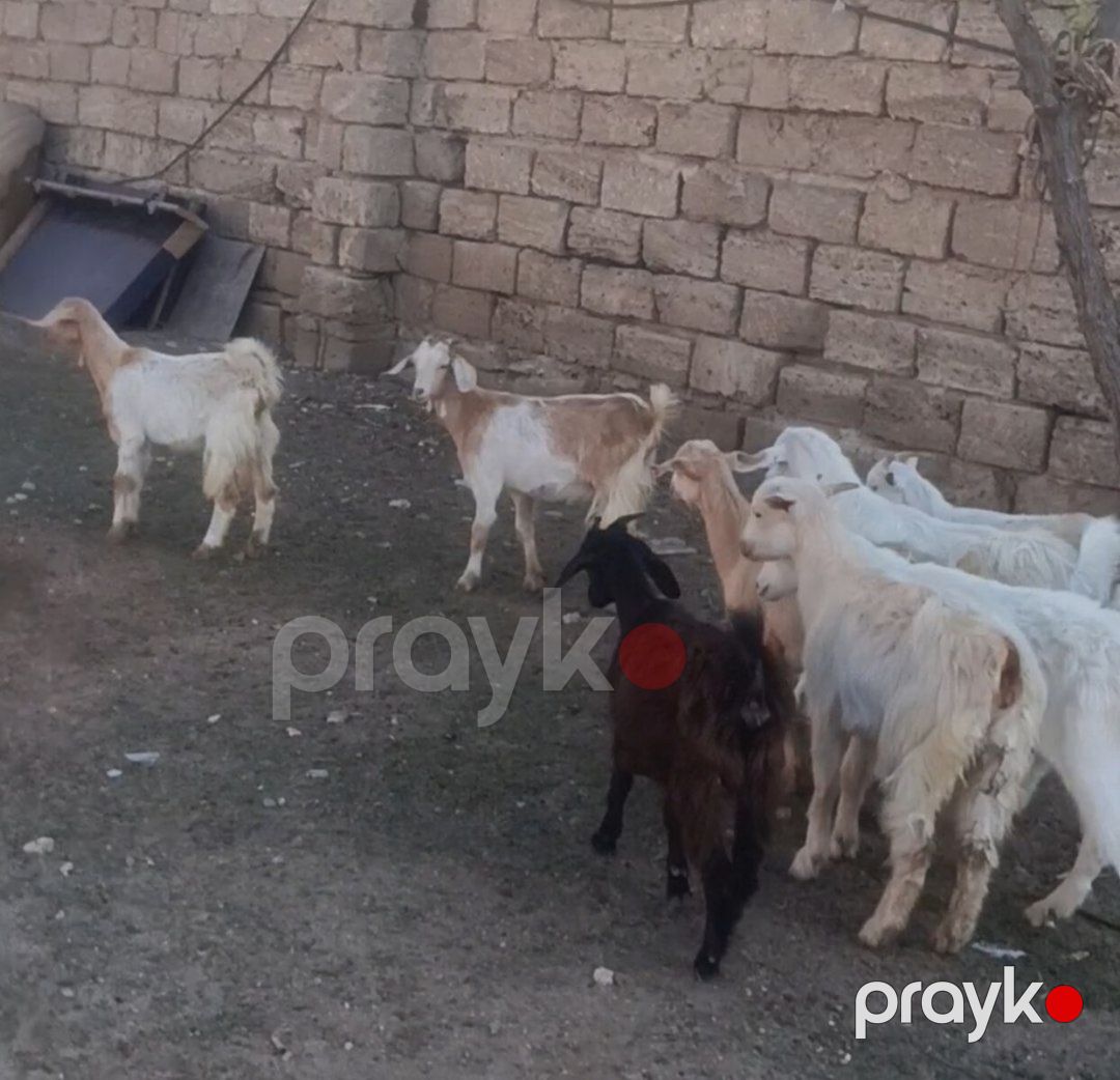 Hələb keçisi — Kənd təsərrüfatı heyvanları, Bakı (7)