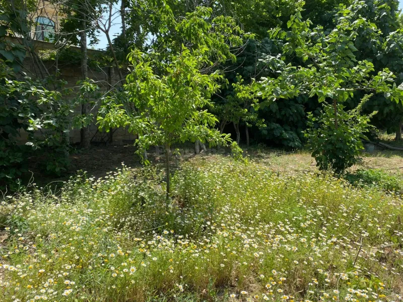 Satılır Torpaq 12 sot Bakı, Abşeron r., Novxanı — Torpaq, Bakı (8)