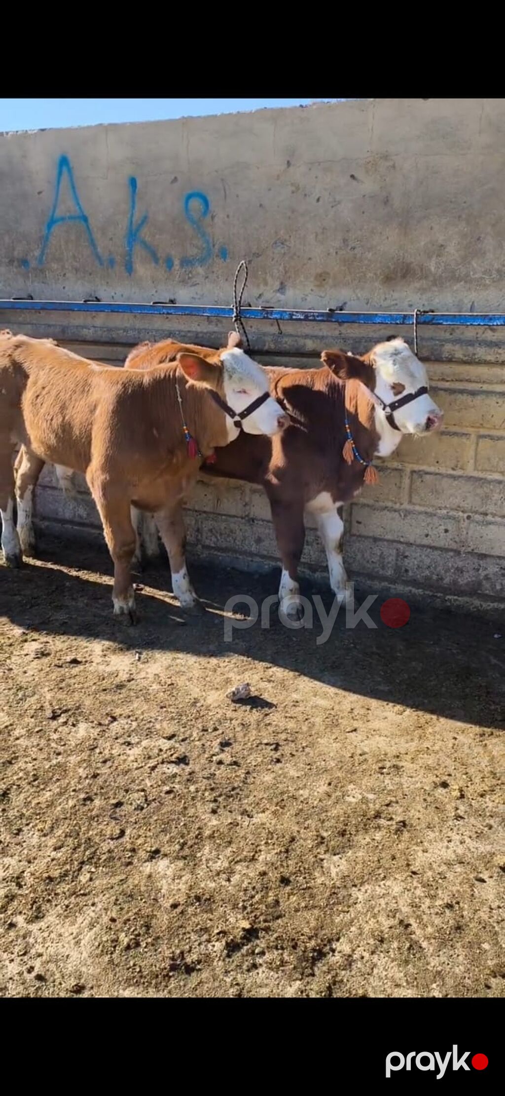 Simmental tipli dana/buzaqlar - Rəng: qəhvəyi-bəyaz, alnı və — Kənd təsərrüfatı heyvanları, Quba (5)