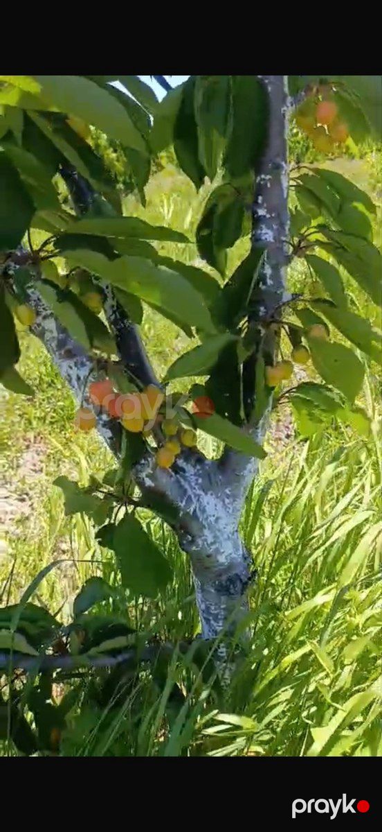 3400 sot torpaq sahəsi, Ağdaş r — Torpaq, Ağdaş (2)