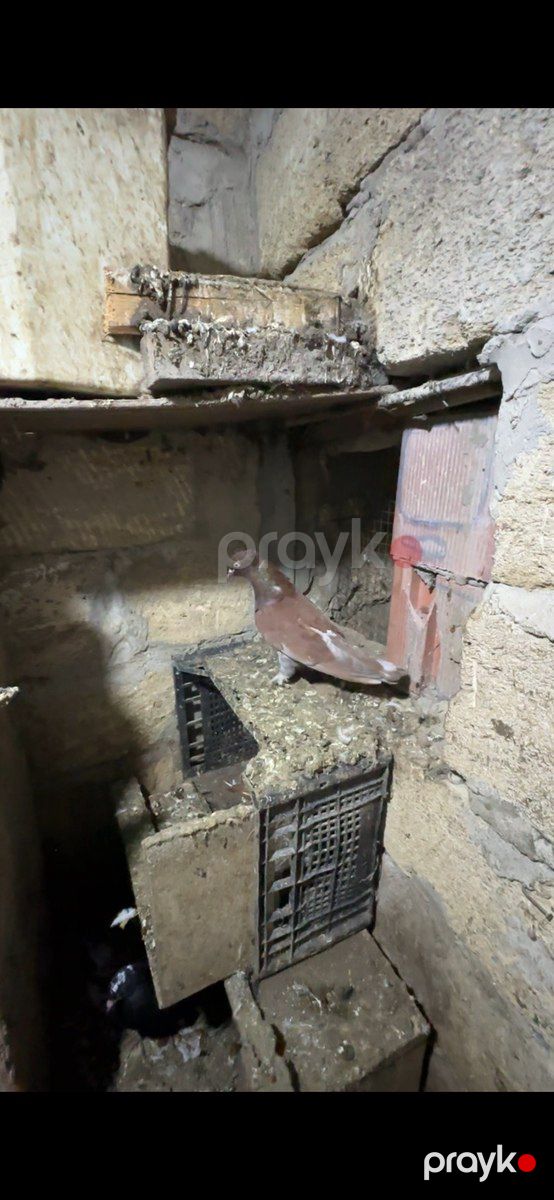 Göyərçinlər — Quşlar, Bakı (8)