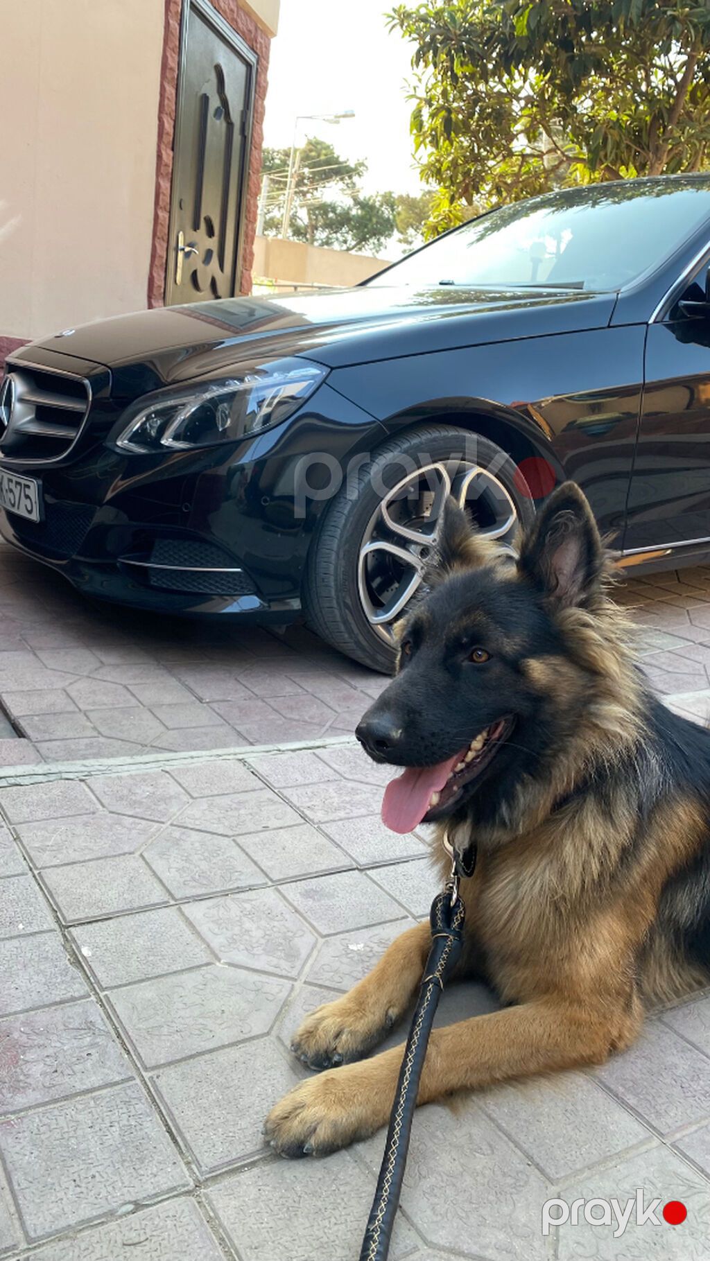 Alman çoban iti, 1 il, Erkək, Peyvəndli, Ünvandan götürmə — Köpəklər, Bakı (2)