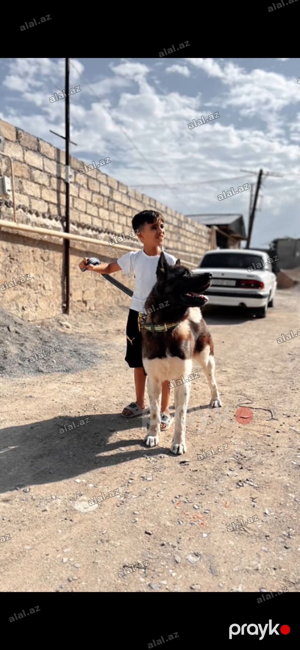 Akita-inu, Peyvəndli, Ödənişli çatdırılma — Heyvanlar, Bakı (3)
