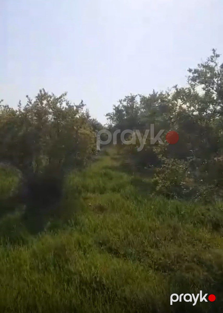 Satılır torpaq 3762.2 sot — Torpaq, Göyçay (2)