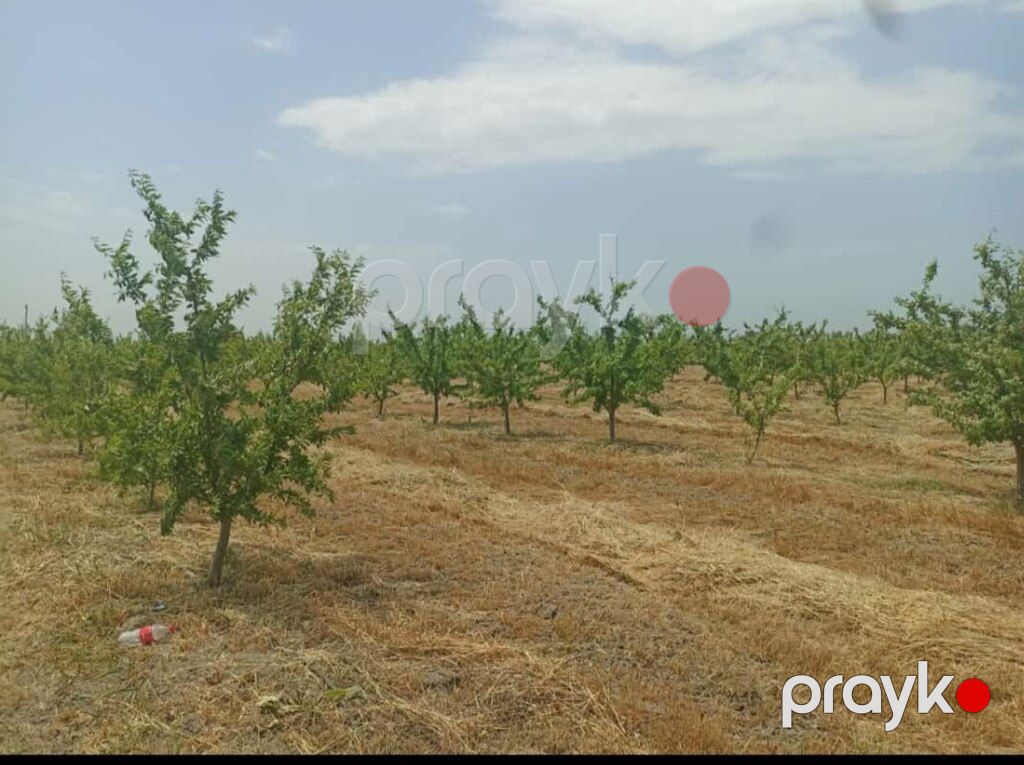 10000 sot torpaq sahəsi, Xaçmaz r — Torpaq, Xaçmaz (9)