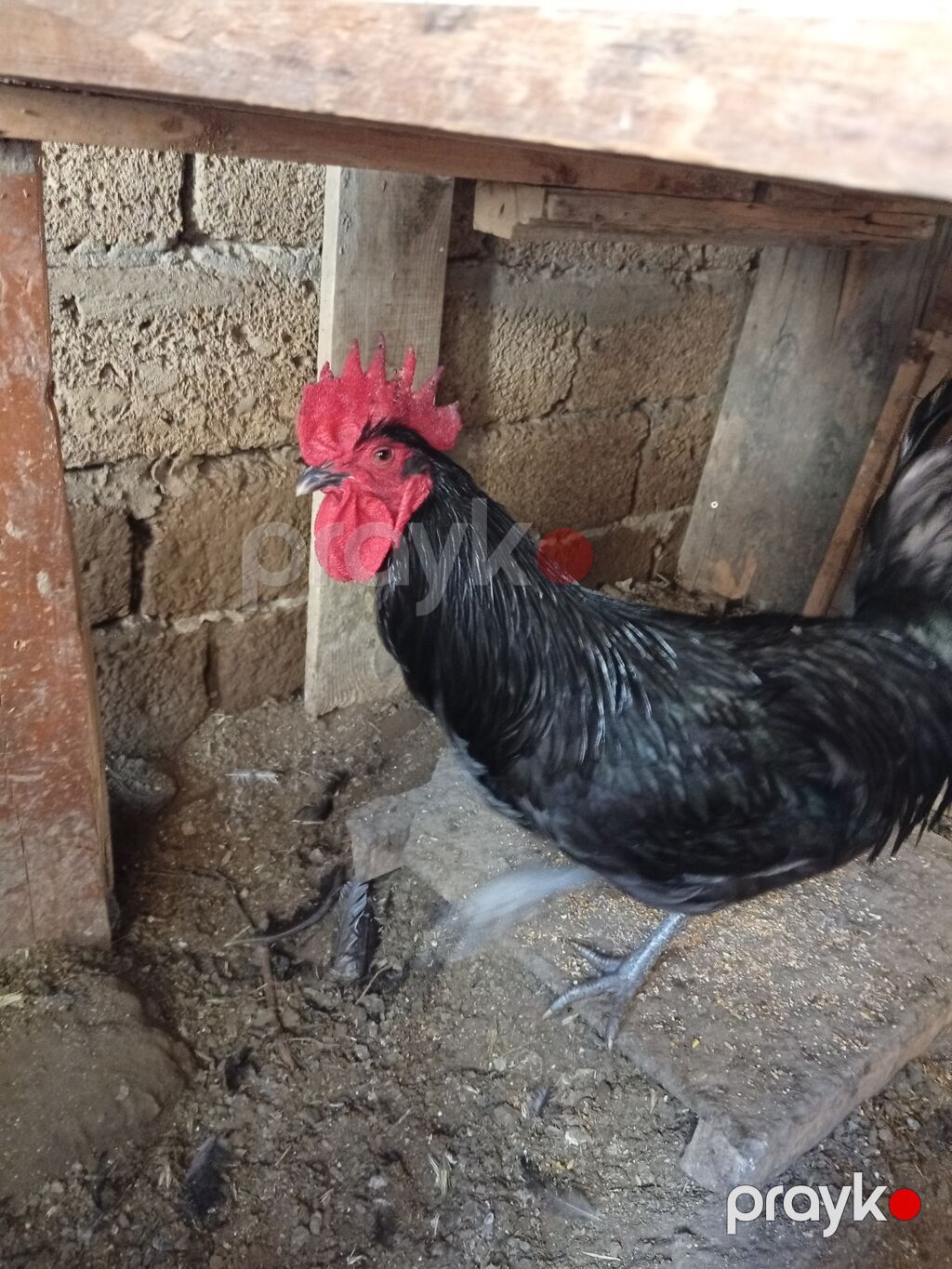 Xoruz, il: >5 Ünvandan götürmə — Toyuq və xoruz, Bakı (6)