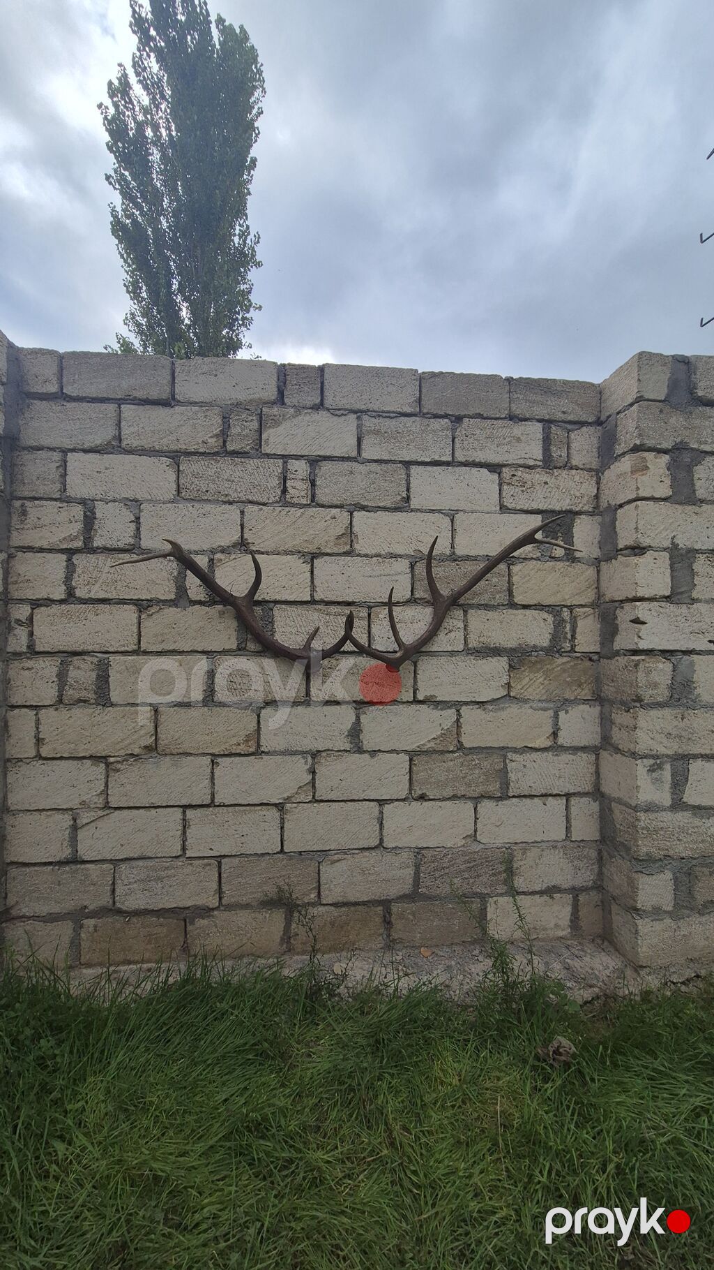 Məhsul: Təbii maral buynuzu dəsti (cüt) Təsvir: - Təbiətdən — Digər, Füzuli (5)