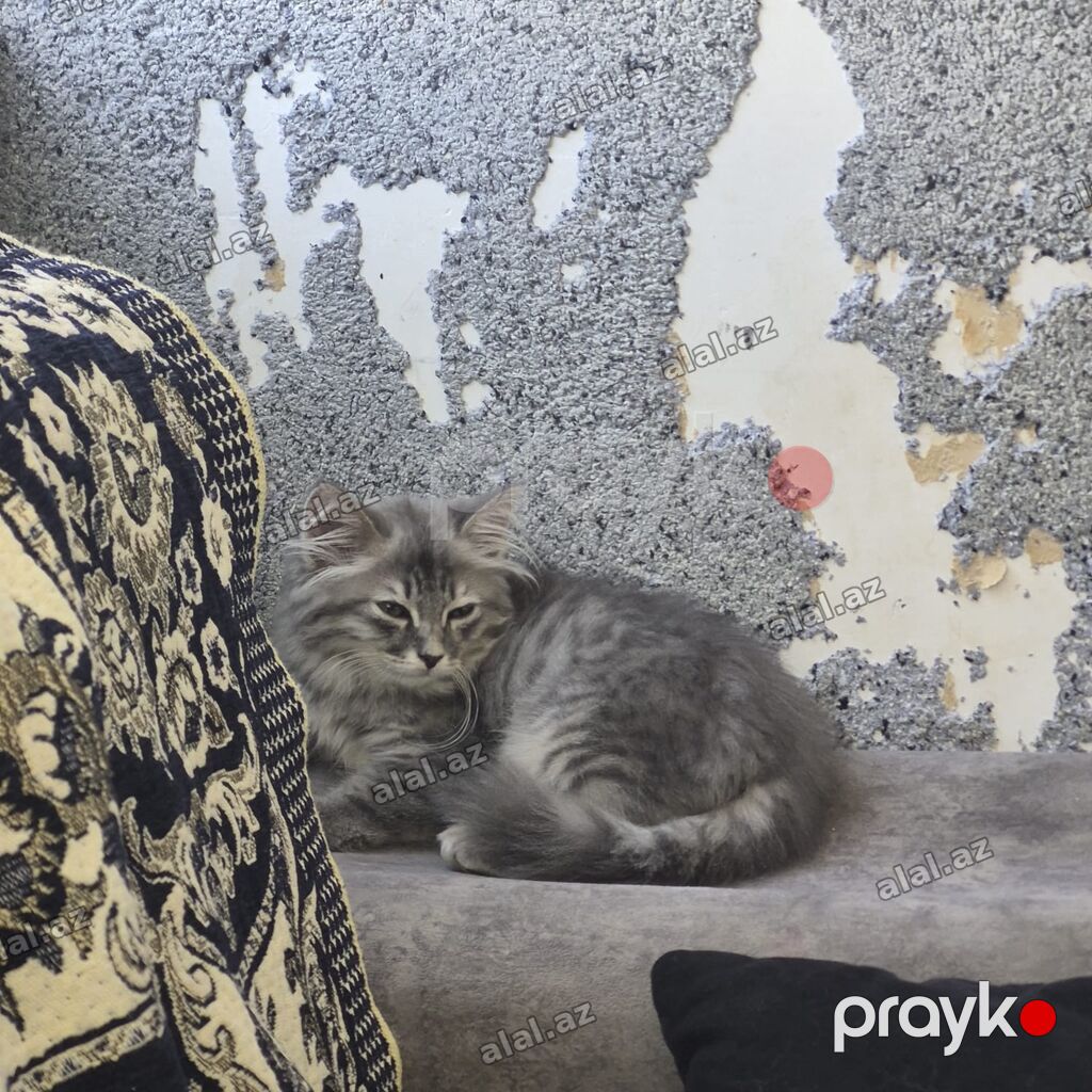 Boz rəngli, uzun tüklü pişik balası - Yumşaq, gümüşü-boz rəng çaları — Heyvanlar, Bakı (2)