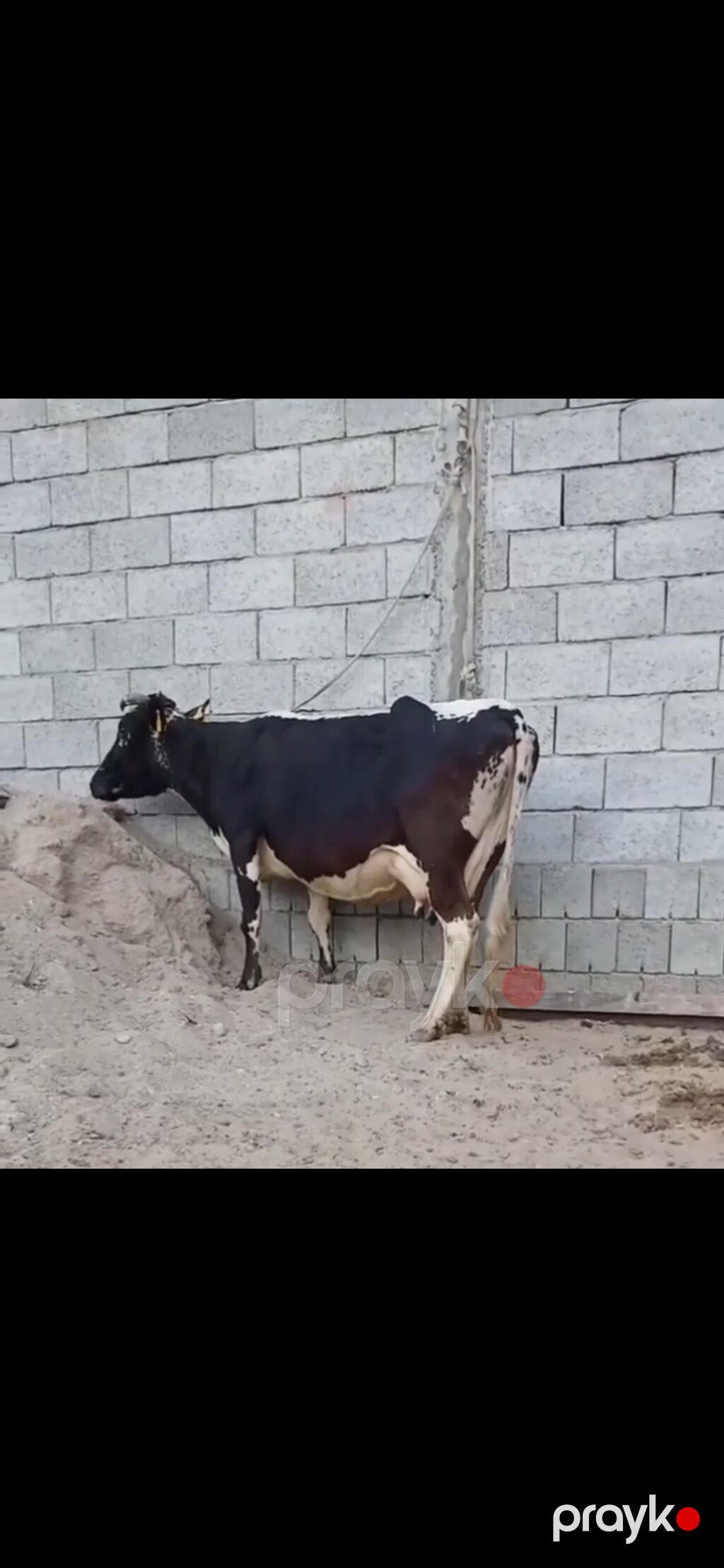 Siyah-ağ rəngli, iri süd verən inək və balası. - Cins tipi: Holştayn — Kənd təsərrüfatı heyvanları, Zaqatala (9)