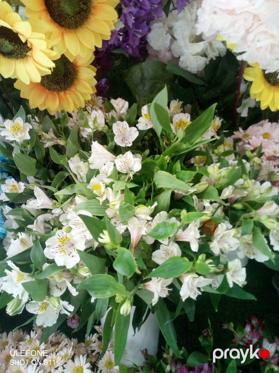 Gül buketləri — Bitkilər, Bakı (6)