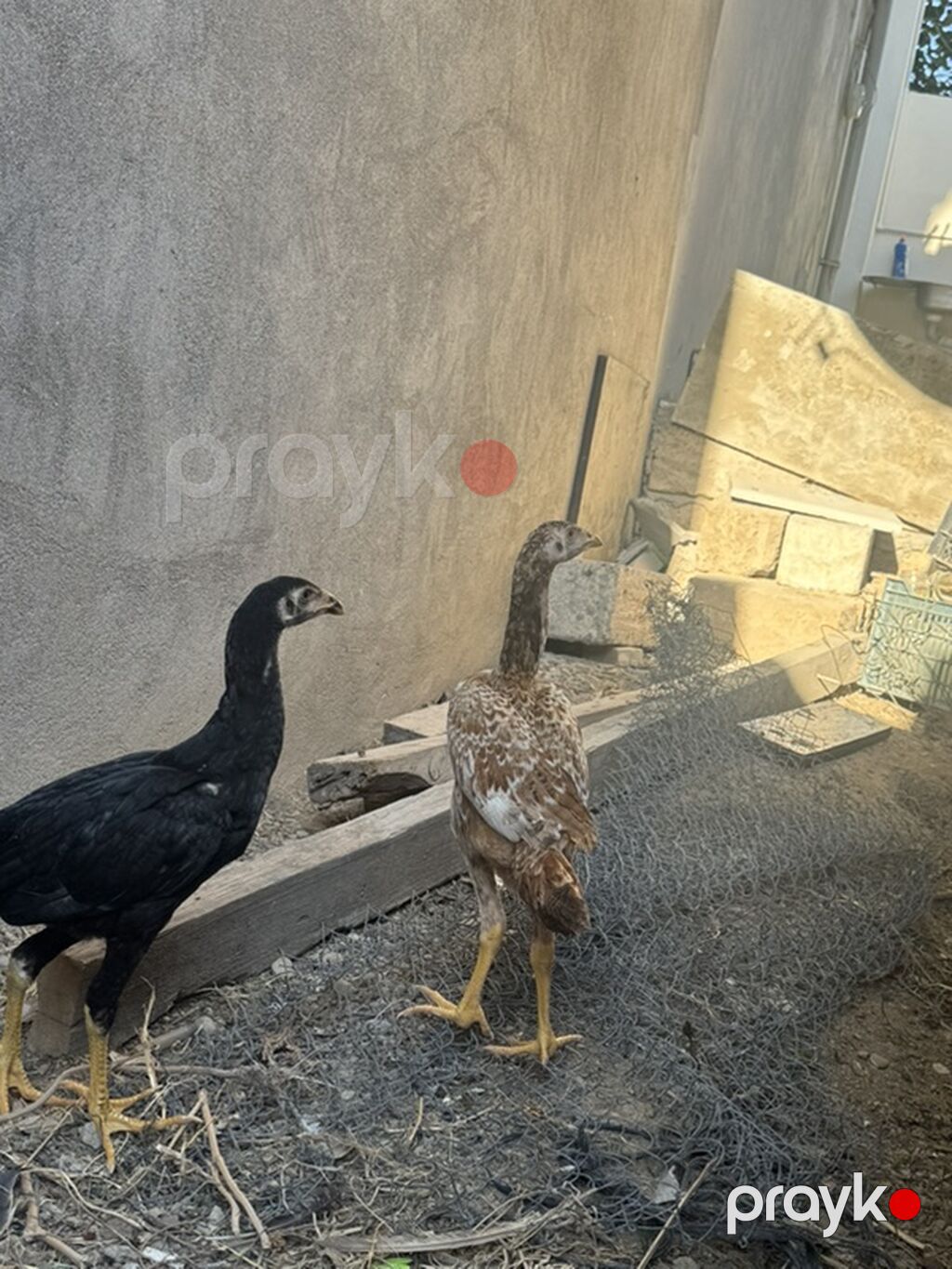 Toyuq cücələri, Damazlıq — Toyuq və xoruz, Novxanı (2)