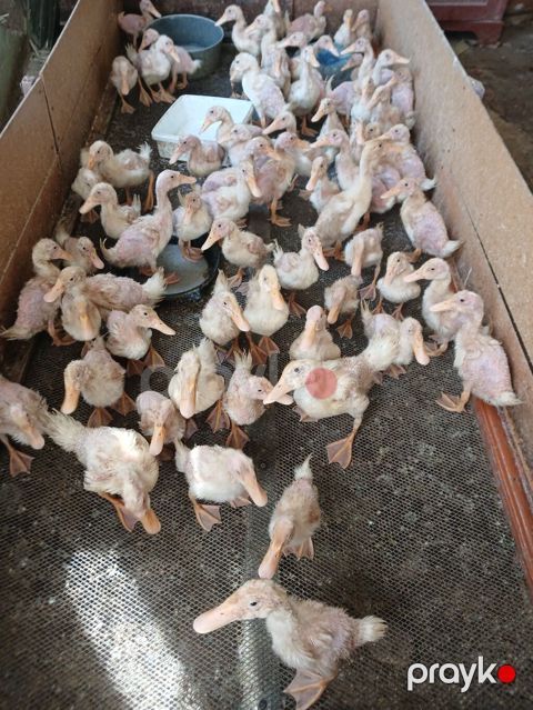 Məhsul: Ördək balaları (cücələr) Pekin ördek balalari 40günlükler — Qobu