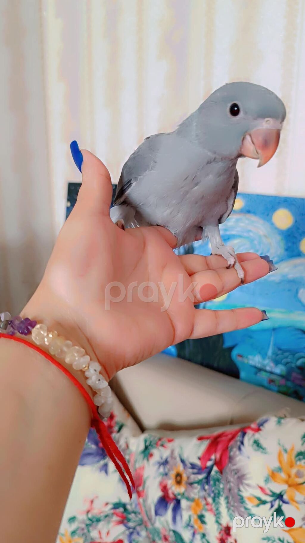 Barter Yoxdur Ojirelivi bala əldə bəslənir wp aktifdir ünvan — Tutyun papağayı, Masazır (4)