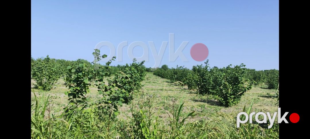 153 sot torpaq sahəsi, Xaçmaz r — Torpaq, Xaçmaz (4)
