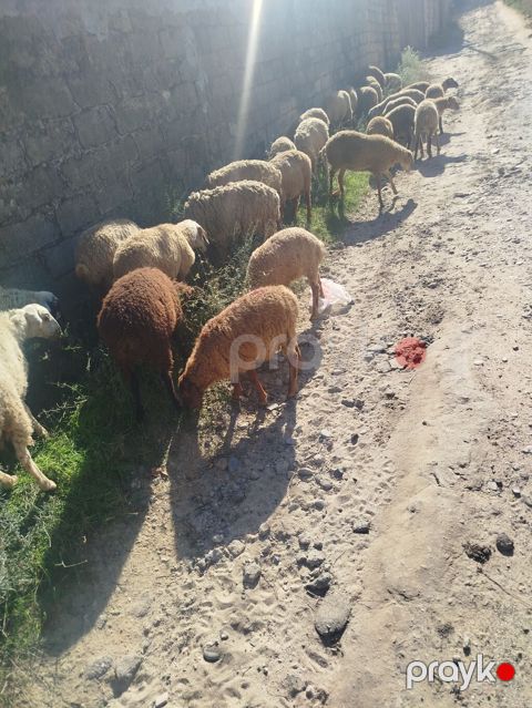 Qoyun sürüsü satılır 27 quzudu biri 225 lə - Növ: yerli — Digah