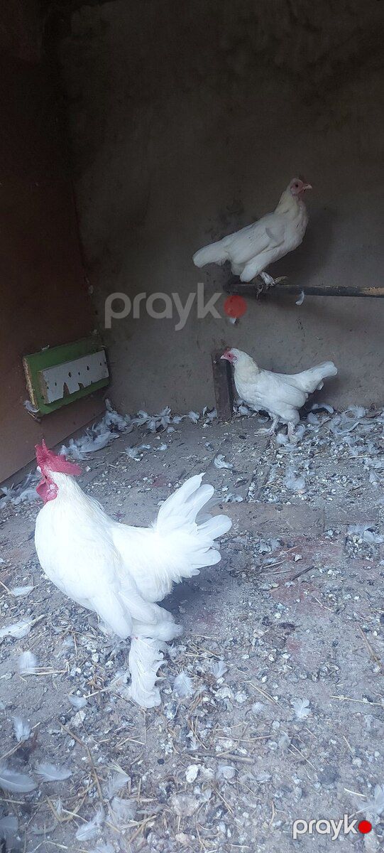 Yaponkalar — Quşlar, Bakı (6)