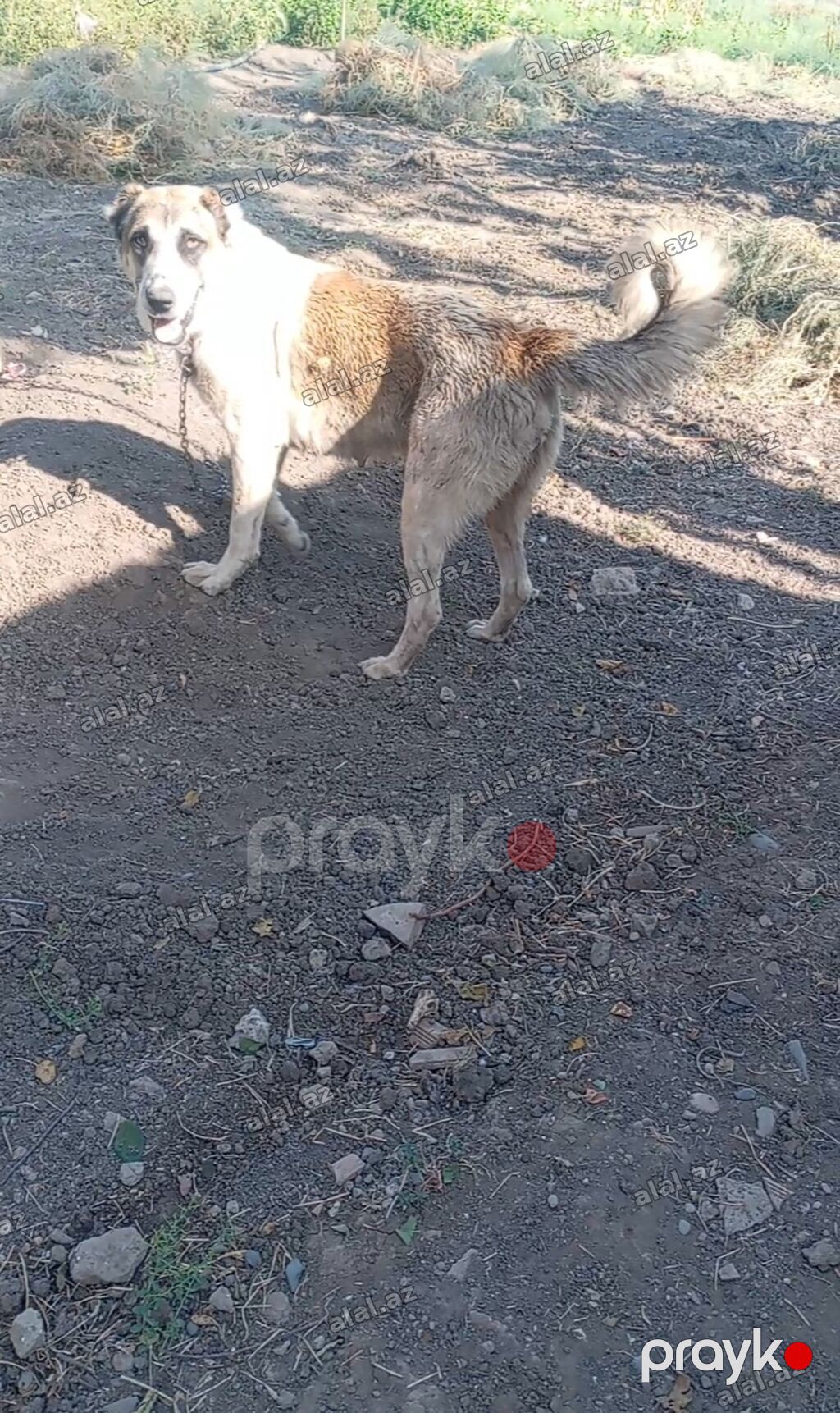 Dişi it satılır ucuz qiymətə super bala verir birdəfə doğub — Heyvanlar, Cəlilabad (4)