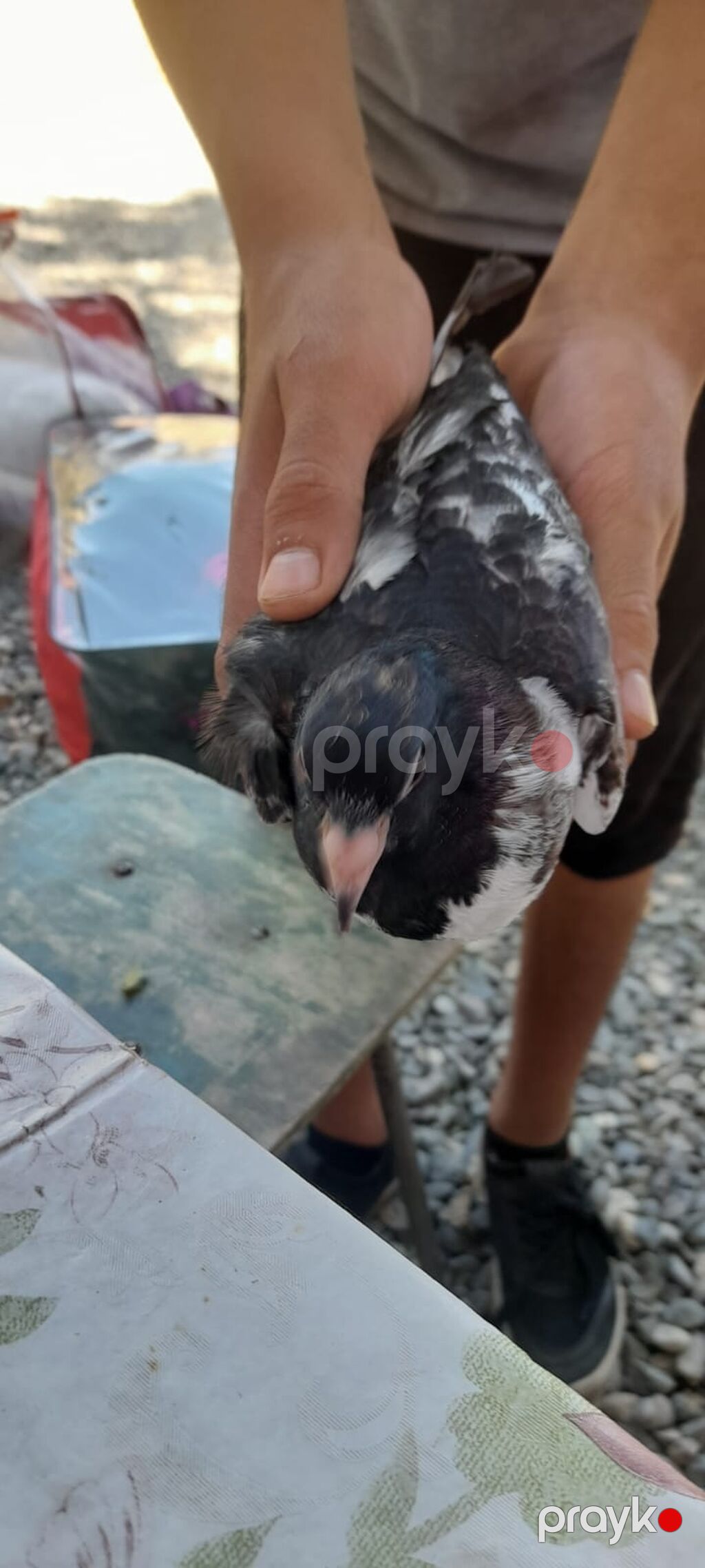 Qara-ağ ləkəli yerli göyərçin - Növ: ev göyərçini - Rəng: qarışıq — Göyərçin, Beyləqan (2)