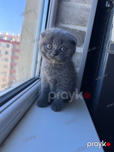 Şotland, Erkək, Ünvandan götürmə — Bakı