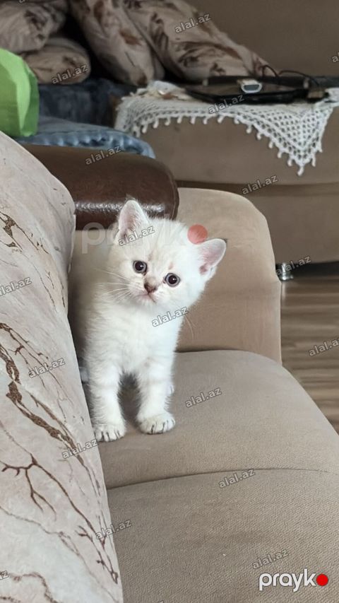 Ağ tüklü, mavi gözlü pişik balası - Rəng: süd-ağ bədən, qulaq — Bakı