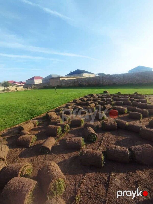 Qazon sifarişi — Bitkilər, Bakı (2)