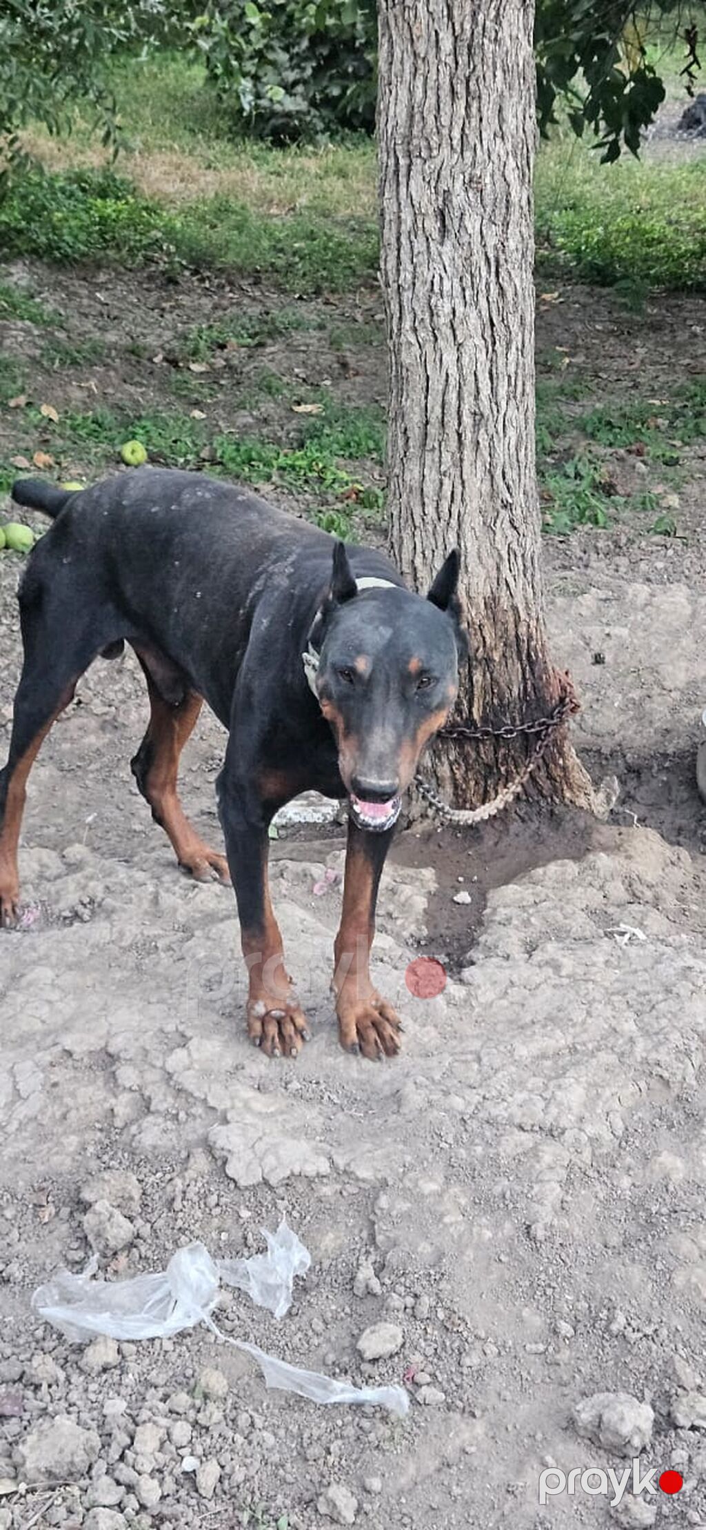 Doberman, 2 il, Erkək — Köpəklər, Gəncə (2)