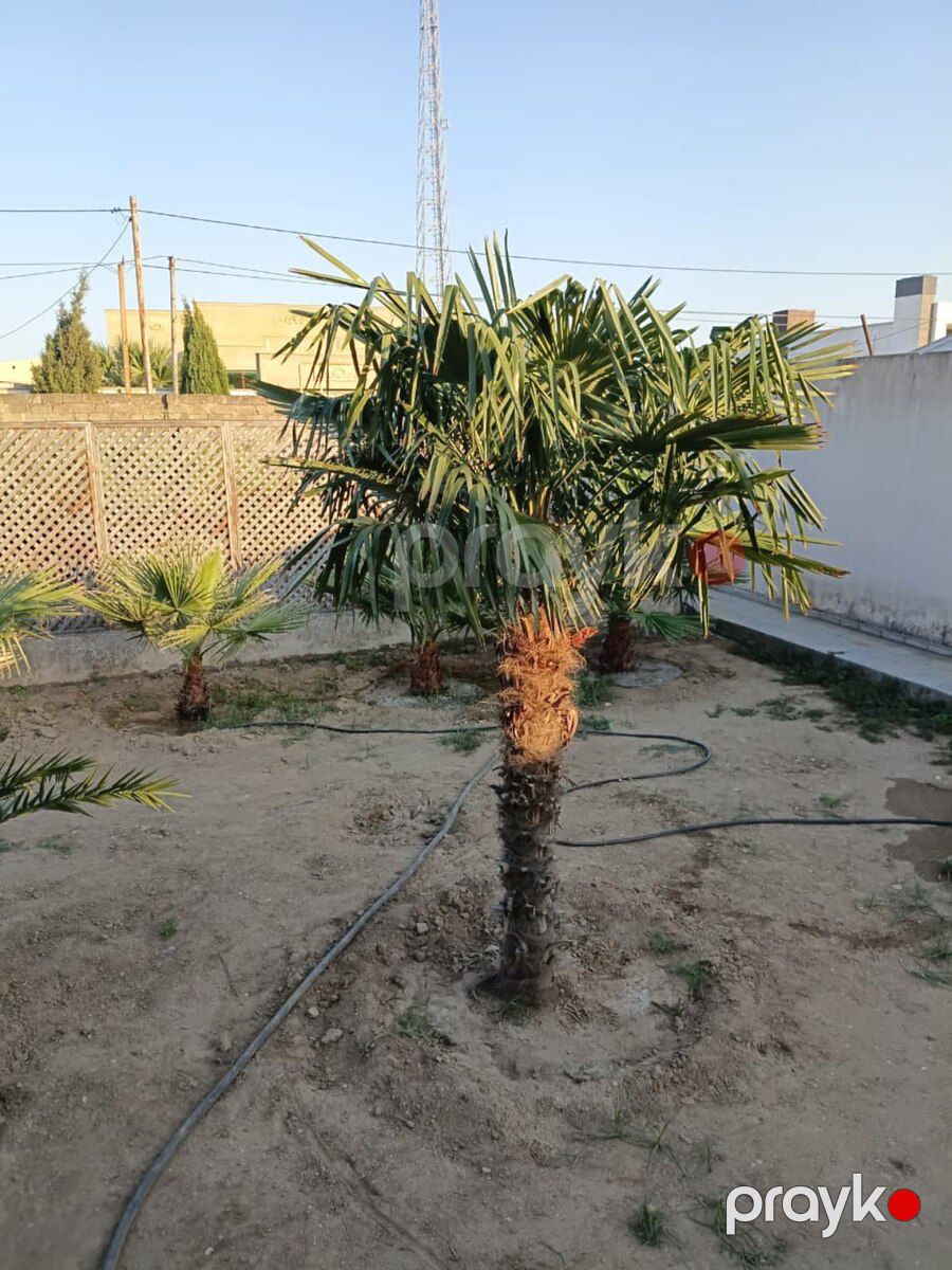 Palma ağacları — Bitkilər, Bakı (5)
