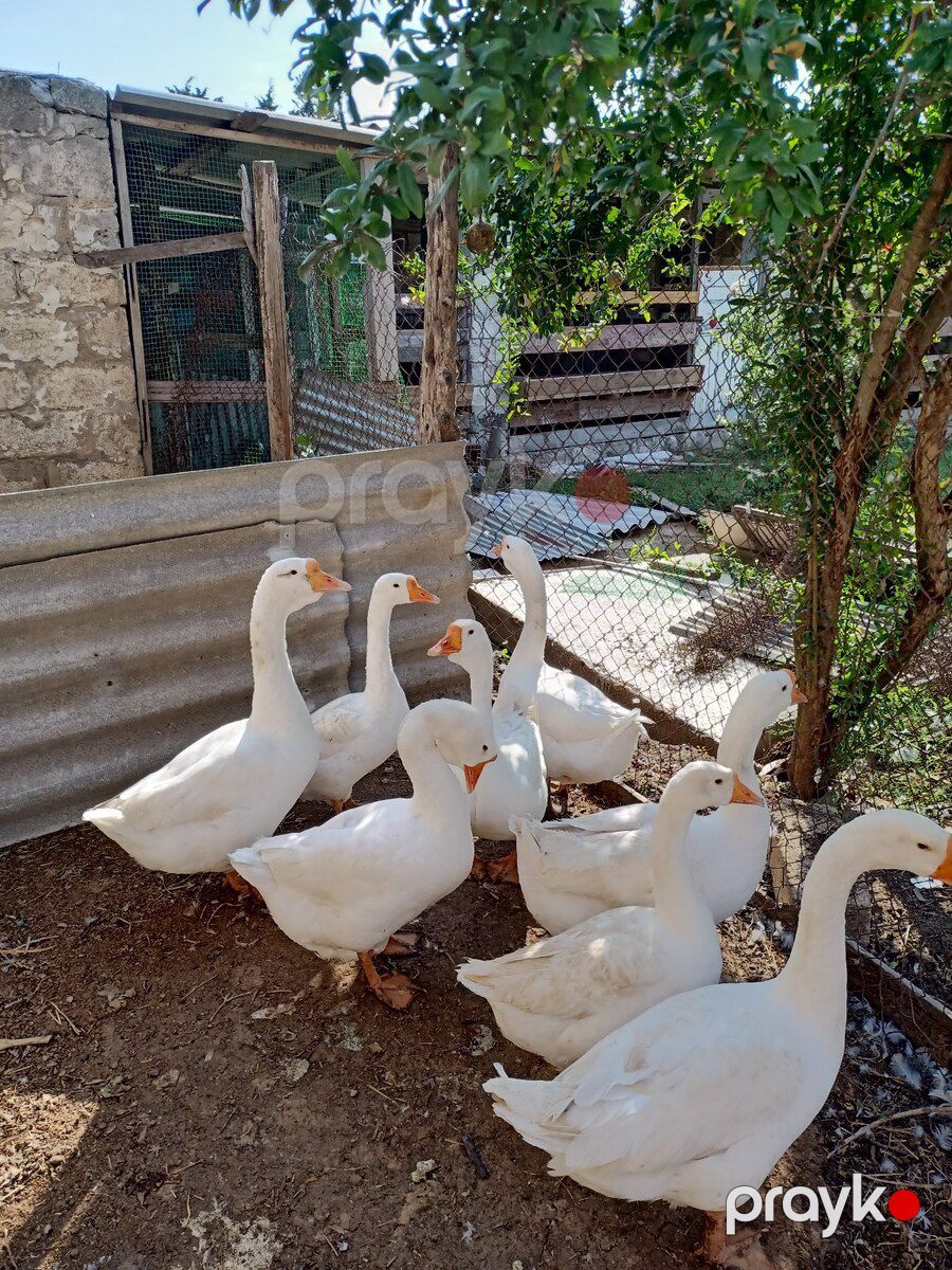 Linda qazları — Quşlar, Bakı (3)