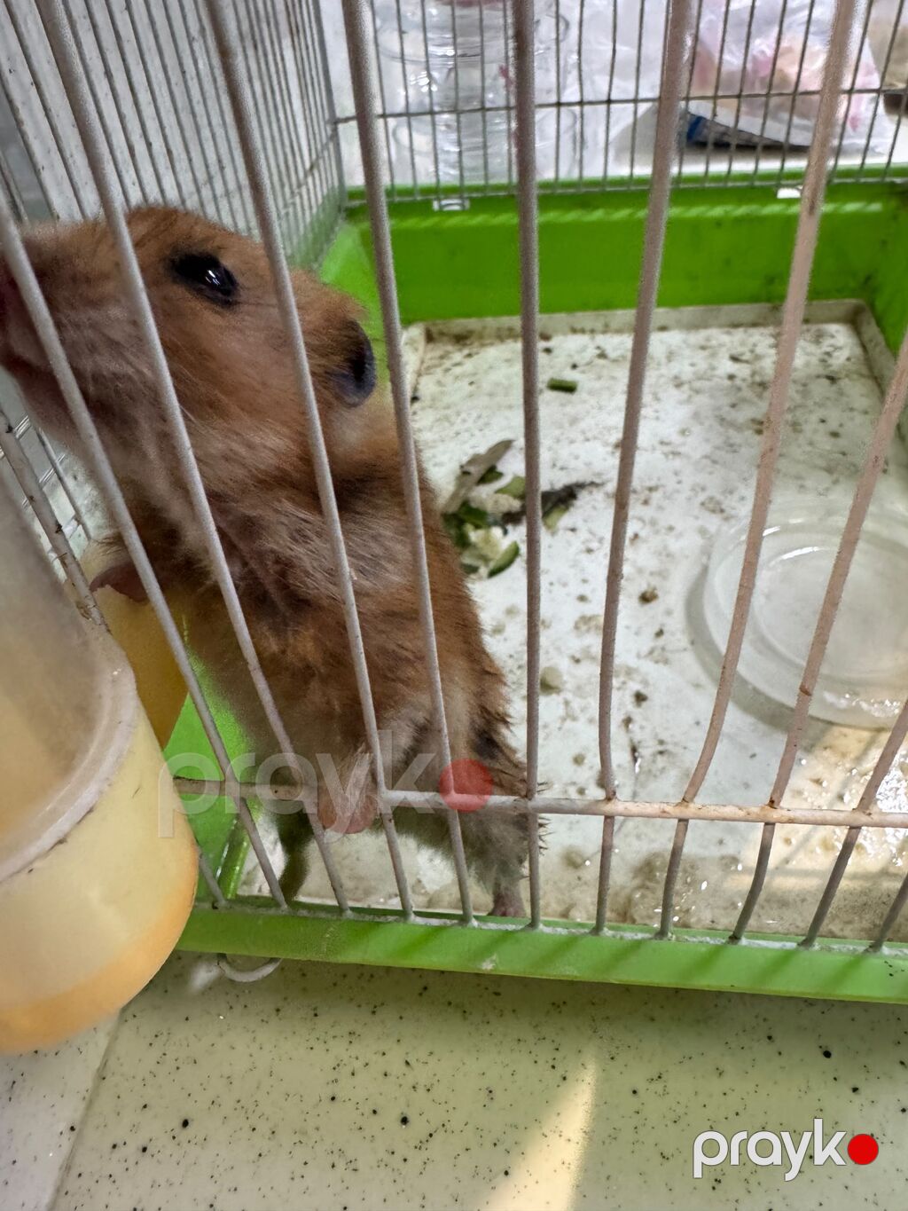 Ev heyvanı: Hamster (Suriya hamsteryanı) Təsvir: - Rəngi — Kəmiçilər, Bakı (2)