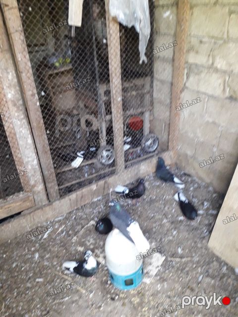 Qara aqquyryqdu saqlam heyvanlardi.Mastaqadadi — Bakı