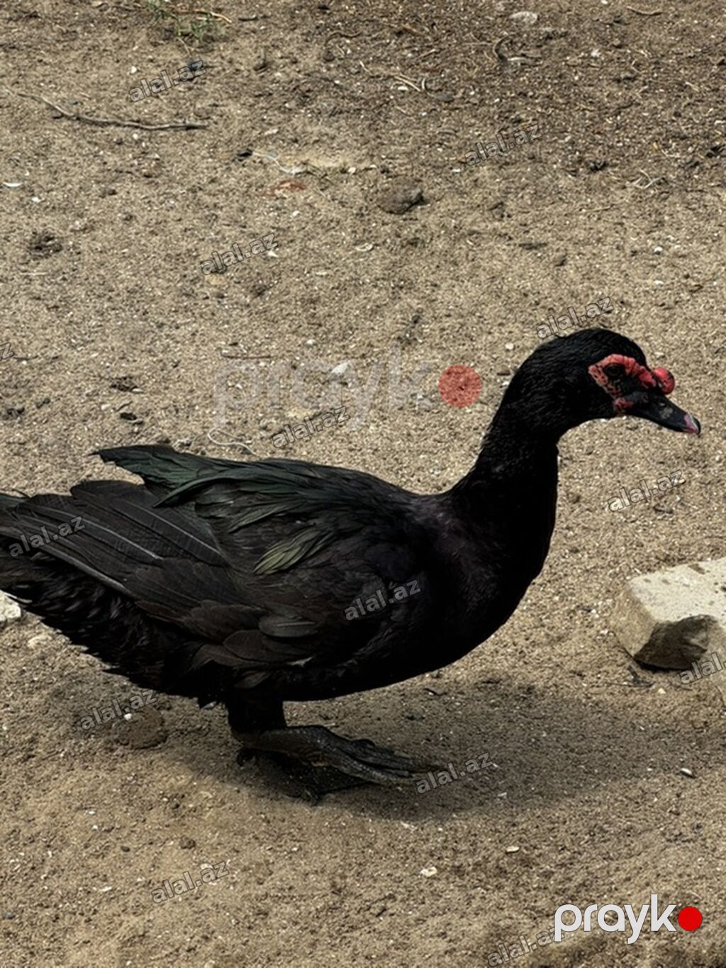 Erkək, Lal ördək, Ətlik — Quşlar, Bakı (2)