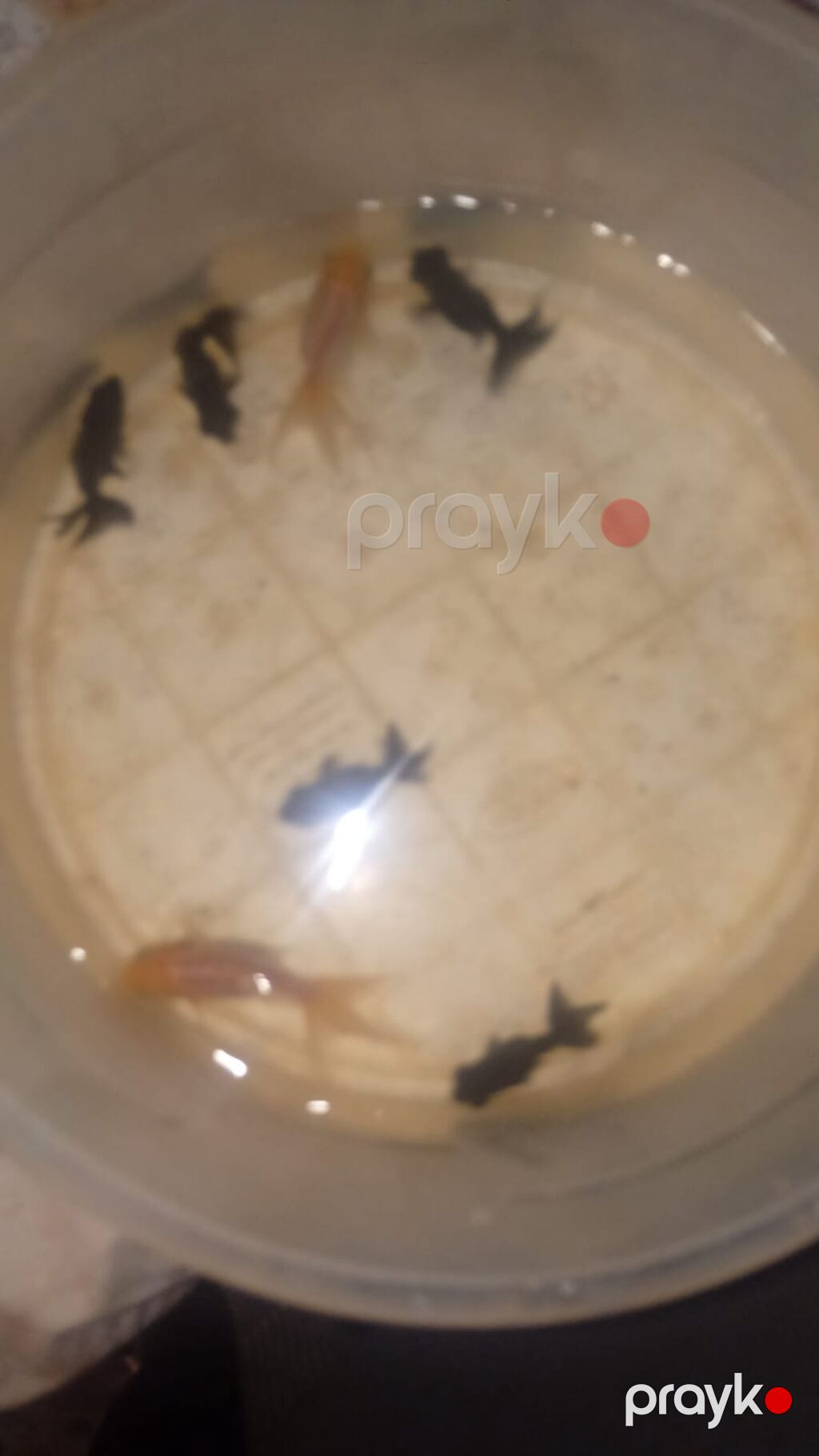Qızıl balıq, Sülhsevər — Akvariumlar və balıqlar, Bakı (2)