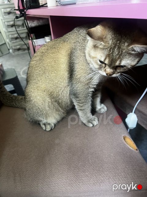 Qızıl şinşilla, Erkək, Yaxşı əllərə, Ünvandan götürmə — Bakı
