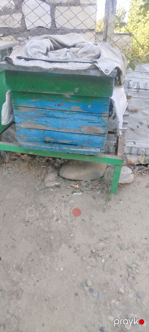 Vacap isleyir 1 yensik ari ailesi 5 tam ramkadir bece aridir yensik — Şəmkir