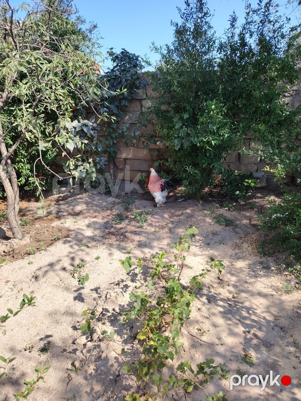 Xoruz, Brama, il: 1 — Toyuq və xoruz, Mehdiabad (3)