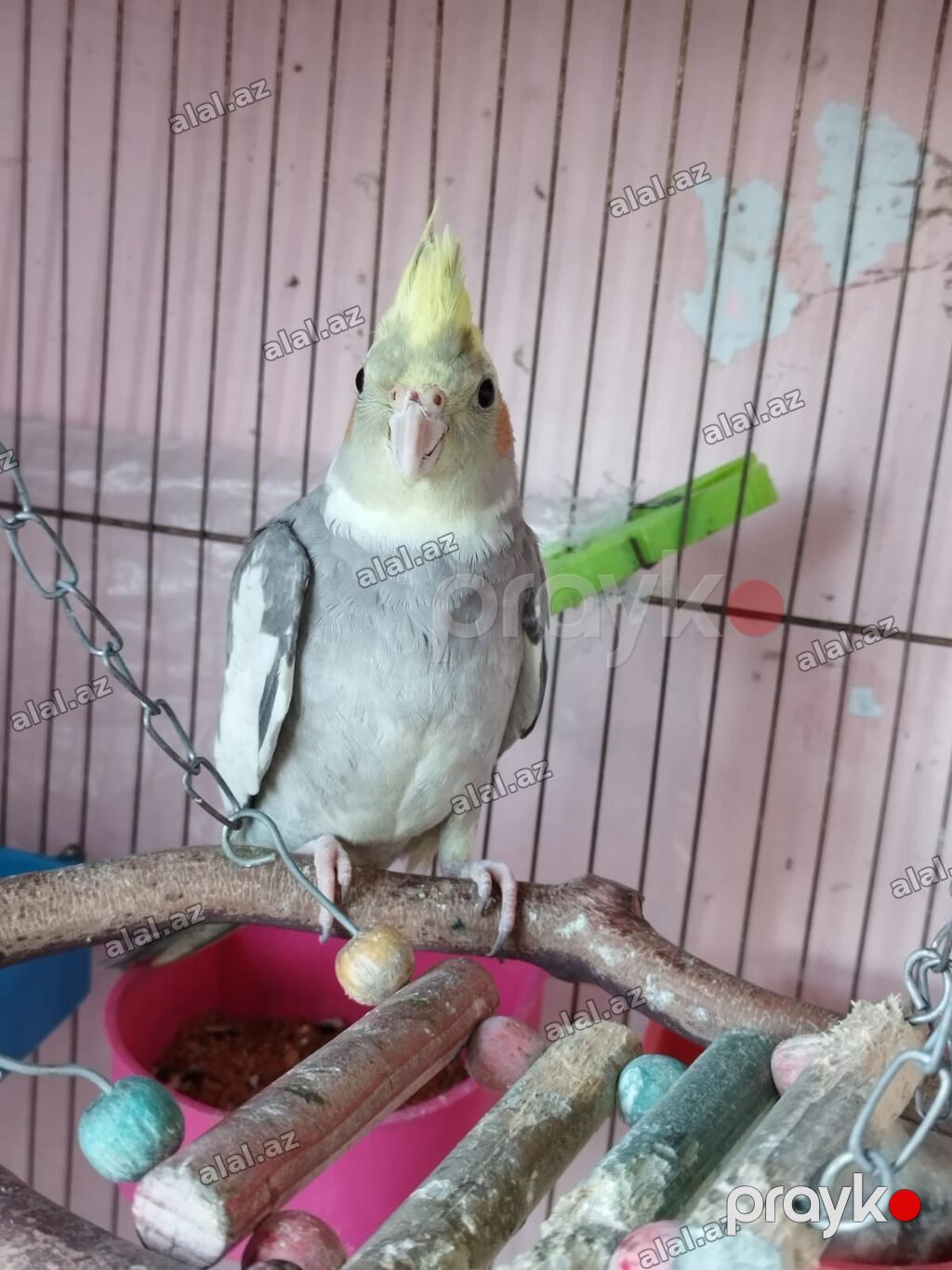 Nimfa (cockatiel) papağanı – boz-ağ lələklər, sarı çəngəlvi toqqa və — Quşlar, Bakı (2)