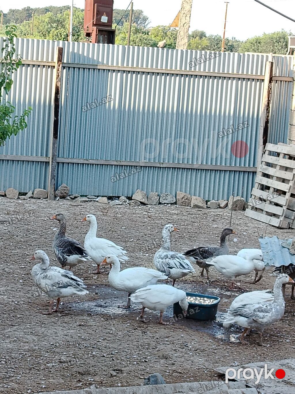 Erkək, Damazlıq, Ünvandan götürmə — Quşlar, İmişli (3)