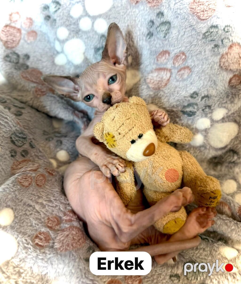 Котята сфинкс эльф.1 девочка 2 мальчика.котятам 3 месяца .кушают сухой — Pişiklər, Bakı (3)