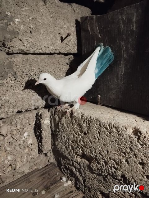Dekaratif ve ucuslu quslar munasib qiymete 2 iran var 3 basi esen — Digah