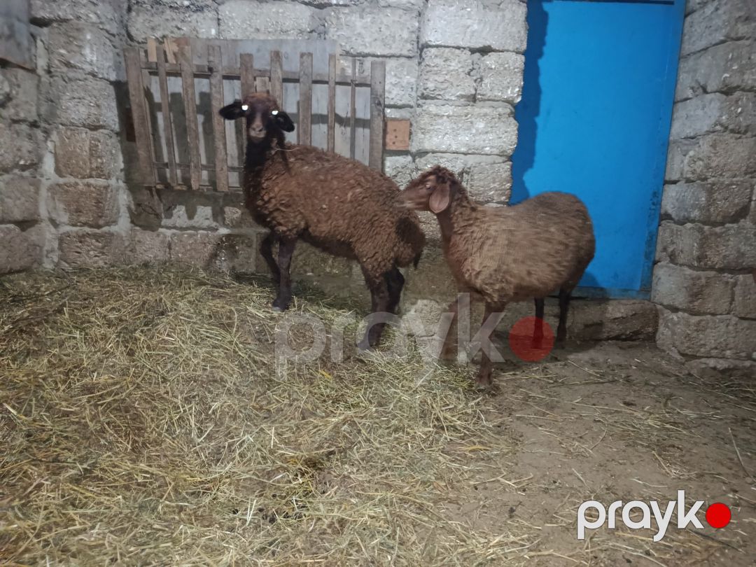 Quzular — Kənd təsərrüfatı heyvanları, Bakı (2)