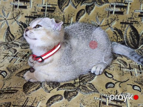 Britan — Bakı