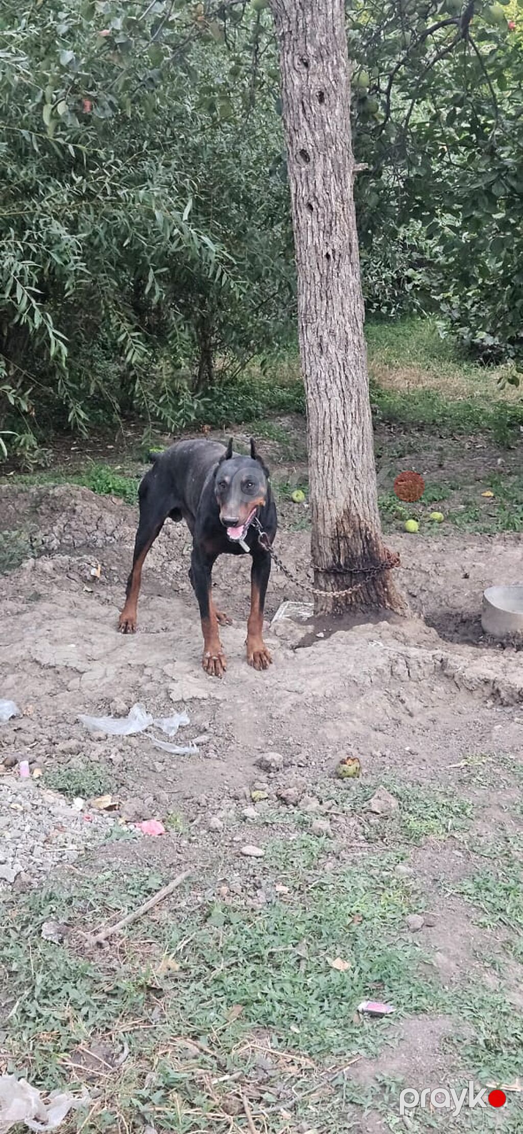 Doberman, 2 il, Erkək — Köpəklər, Gəncə (3)