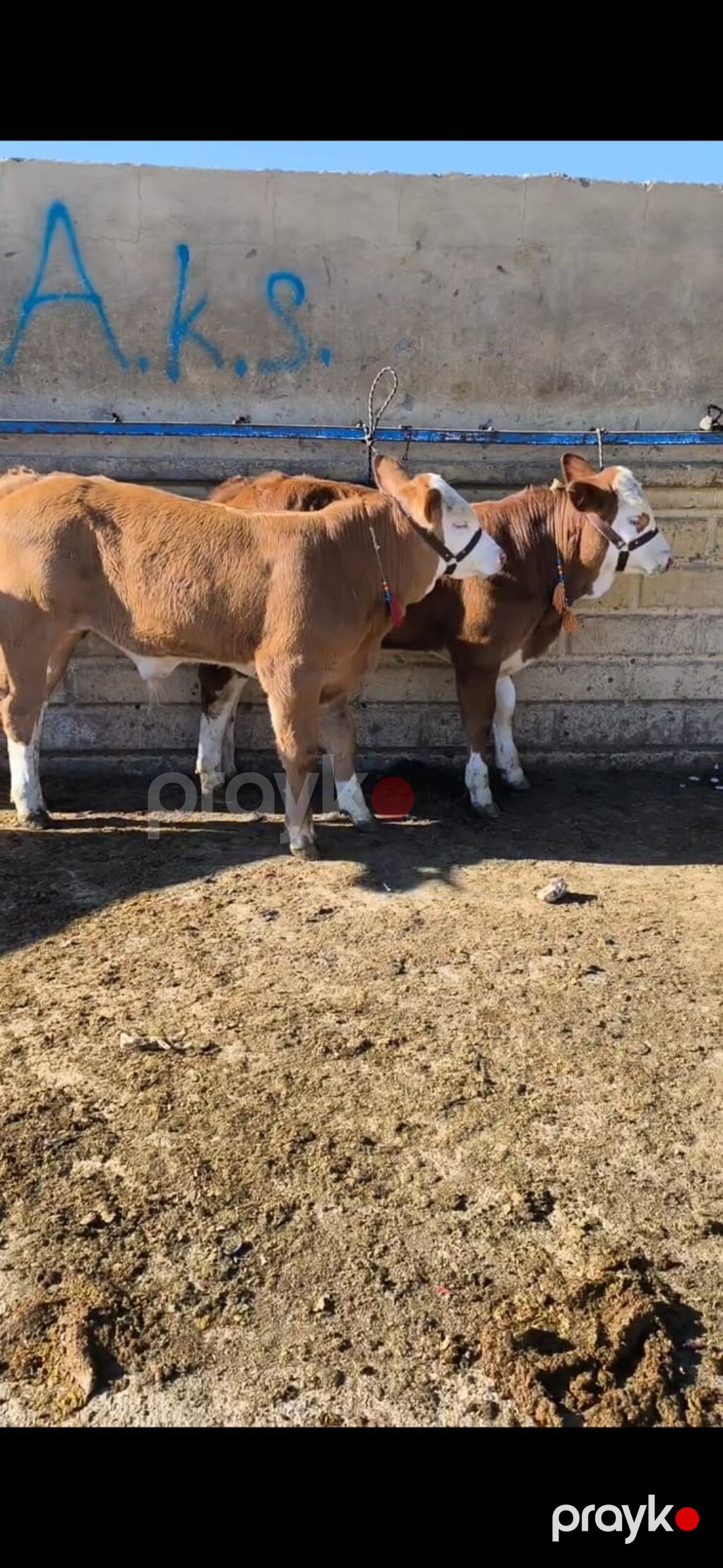 Simmental tipli dana/buzaqlar - Rəng: qəhvəyi-bəyaz, alnı və — Kənd təsərrüfatı heyvanları, Quba (6)